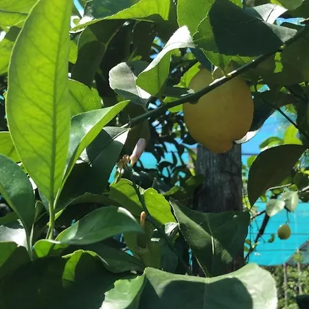 فندق مبيت وإفطار Oasi Madre Della Pace 4*