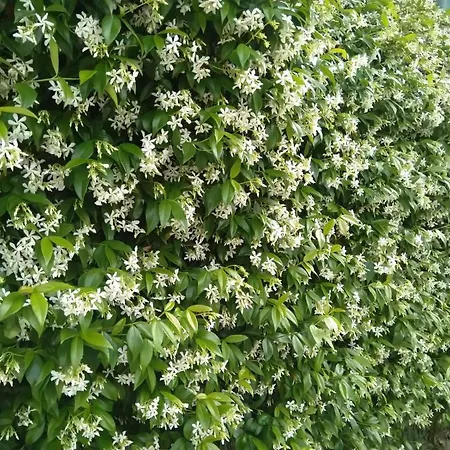 Oasi Madre Della Pace 4* سورينتو