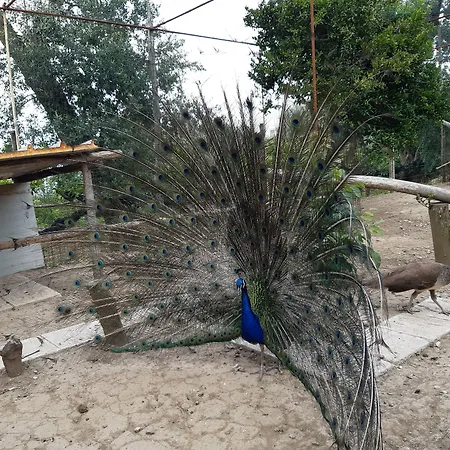 Oasi Madre Della Pace Couette-café 4*