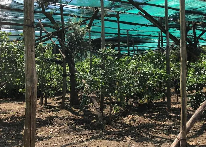 Oasi Madre Della Pace Alojamento de Acomodação e Pequeno-almoço Sorrento