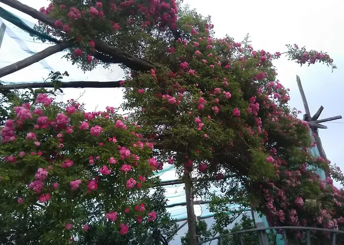 Oasi Madre Della Pace Alojamento de Acomodação e Pequeno-almoço 4*