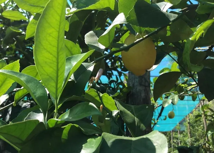 Alojamento de Acomodação e Pequeno-almoço Oasi Madre Della Pace 4*