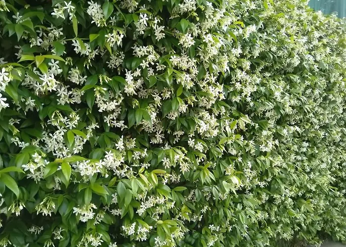 Oasi Madre Della Pace 4* Sorrento