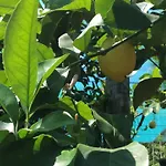 לינה וארוחת בוקר Oasi Madre Della Pace 4*