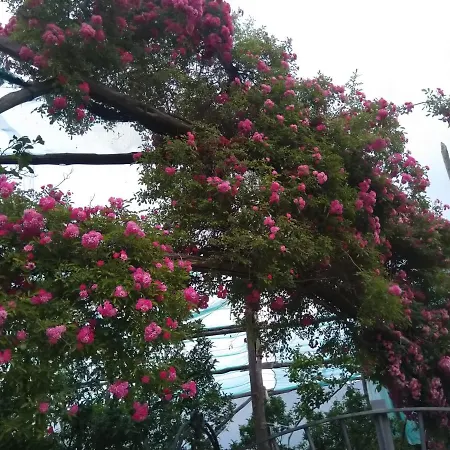 Oasi Madre Della Pace Oda ve Kahvaltı 4*